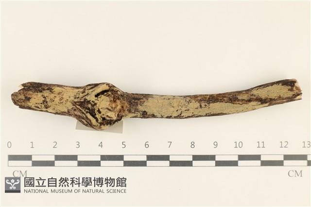 登錄號:F0019009藏品圖，第1張