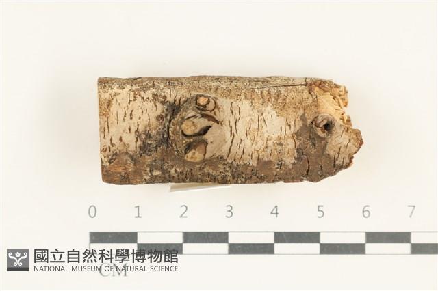 登錄號:F0038309藏品圖，第1張