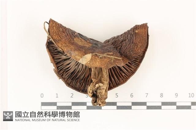 登錄號:F0037309藏品圖，第1張