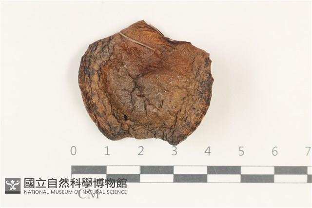 登錄號:F0038219藏品圖，第1張