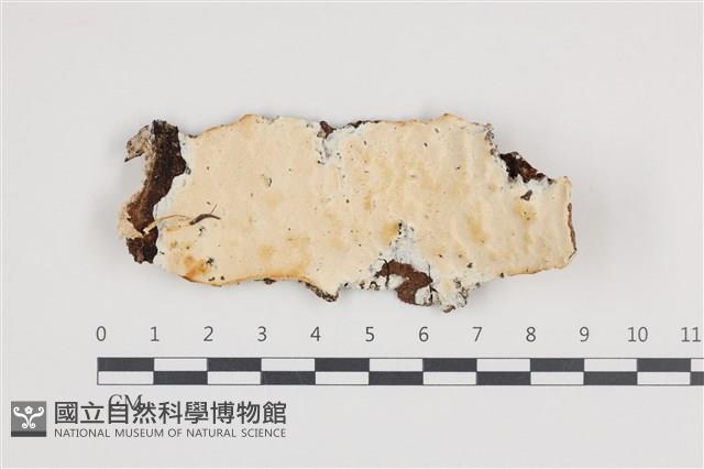 骨皮菌屬藏品圖，第1張