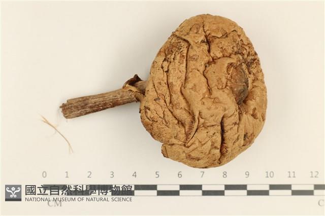 登錄號:F0037219藏品圖，第1張