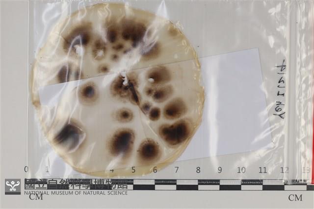 Accession Number:F0035219 Collection Image, Figure 1, Total 2 Figures