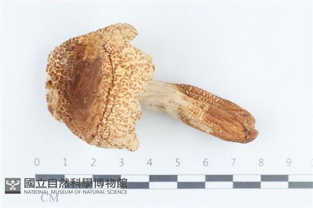 紅菇屬藏品圖，第1張