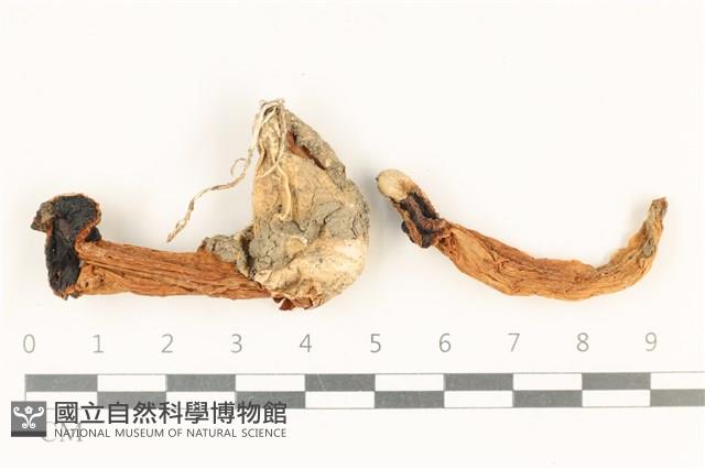 登錄號:F0037819藏品圖，第1張