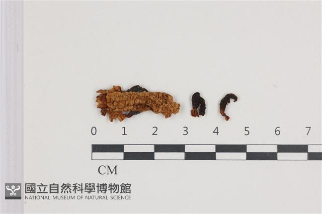 登錄號:F0035819藏品圖，第1張
