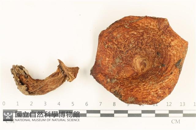 登錄號:F0036919藏品圖，第1張