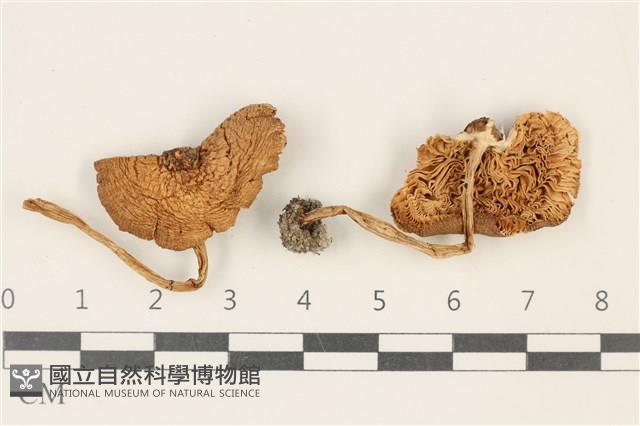 登錄號:F0037919藏品圖，第1張