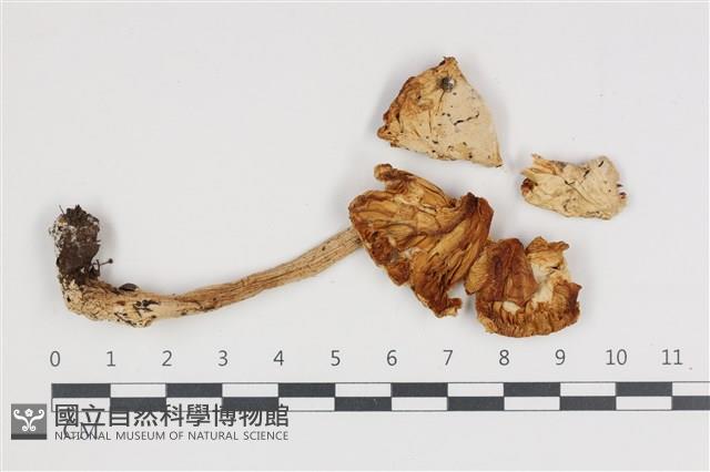 鵝膏屬藏品圖，第1張