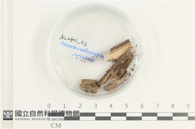 登錄號:F0038619藏品圖，第1張