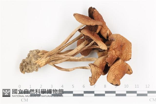 登錄號:F0036619藏品圖，第1張
