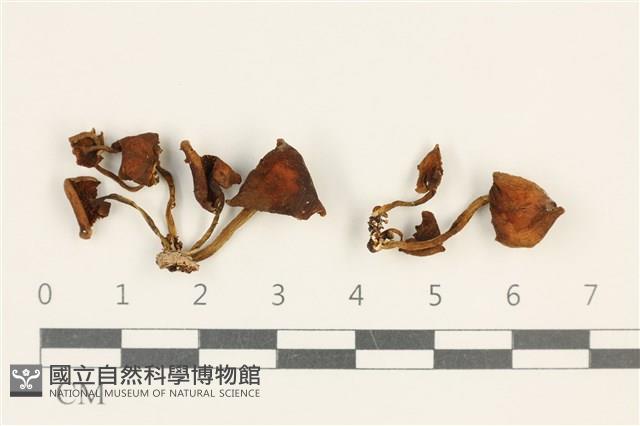 登錄號:F0037619藏品圖，第1張