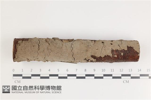 登錄號:F0035619藏品圖，第1張