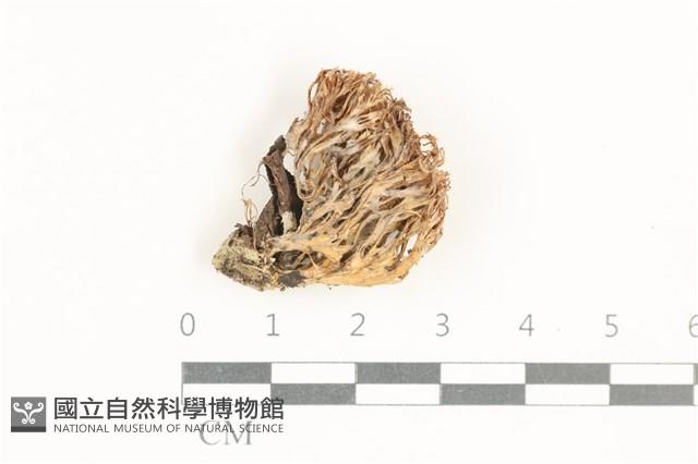 登錄號:F0038419藏品圖，第1張