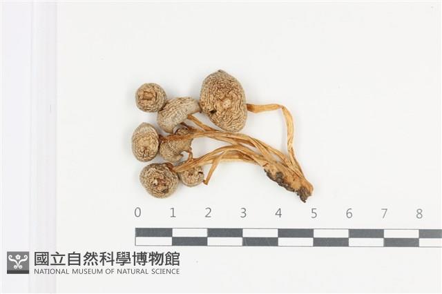 利氏小菇藏品圖，第1張