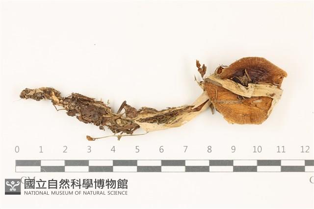 登錄號:F0037419藏品圖，第1張
