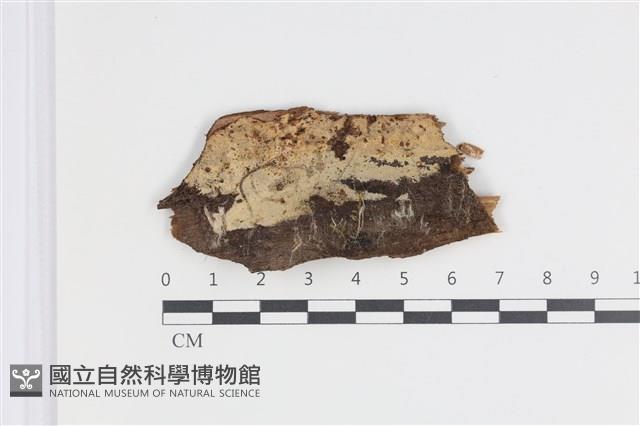 登錄號:F0035419藏品圖，第1張