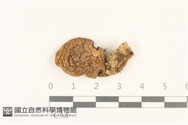 登錄號:F0028719藏品圖，第1張