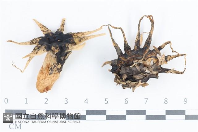 登錄號:F0038719藏品圖，第1張