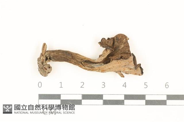 喇叭菌屬藏品圖，第1張