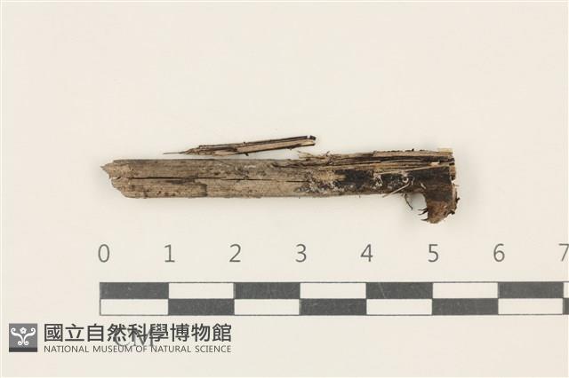 登錄號:F0037719藏品圖，第1張
