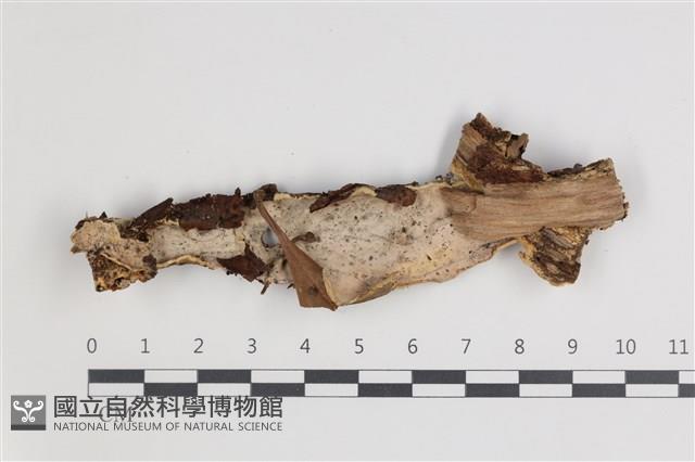 登錄號:F0035719藏品圖，第1張