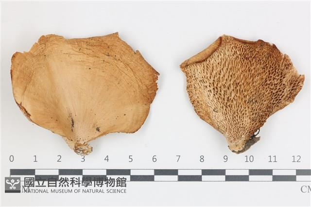 登錄號:F0036519藏品圖，第1張