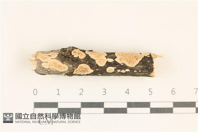 登錄號:F0017519藏品圖，第1張