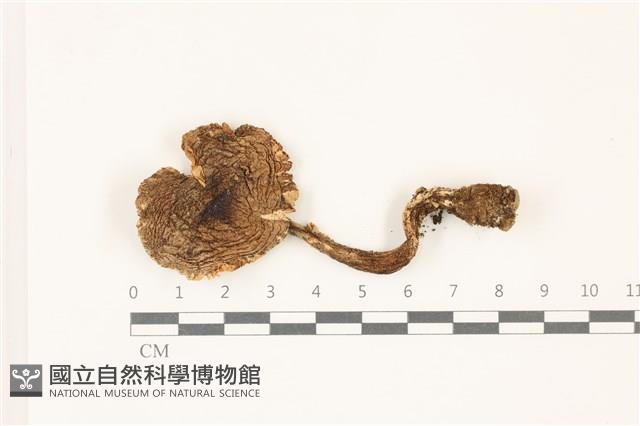 鵝膏屬藏品圖，第1張