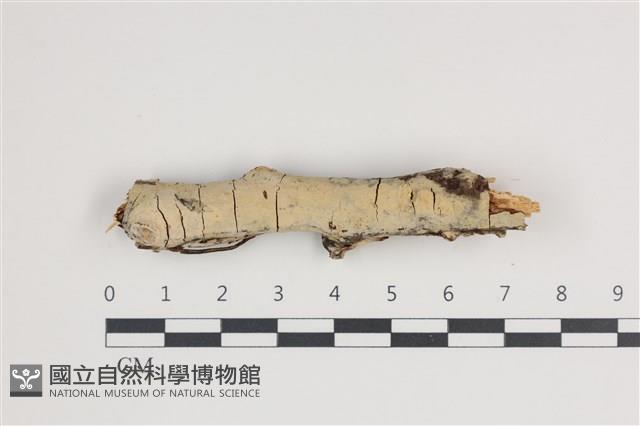 登錄號:F0035519藏品圖，第1張