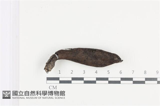 炭角菌屬藏品圖，第1張