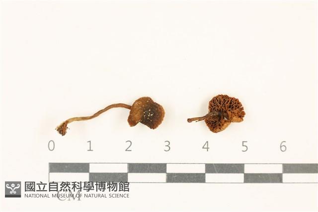 登錄號:F0037119藏品圖，第1張