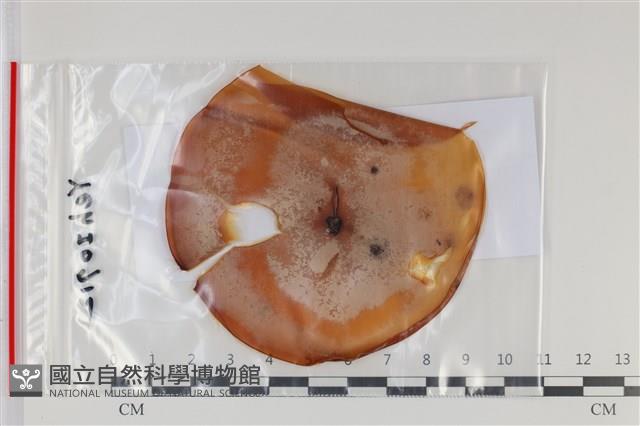 登錄號:F0035119藏品圖，第1張