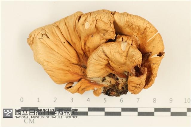 登錄號:F0038019藏品圖，第1張