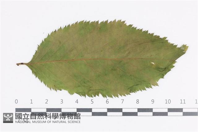 登錄號:F0036019藏品圖，第1張