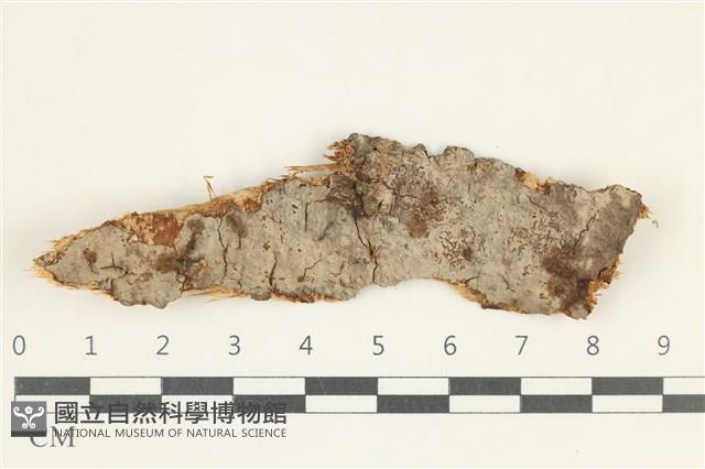 登錄號:F0038319藏品圖，第1張
