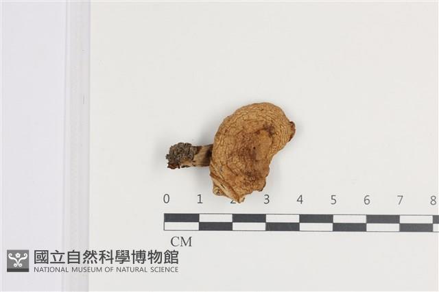 乳菇屬藏品圖，第1張
