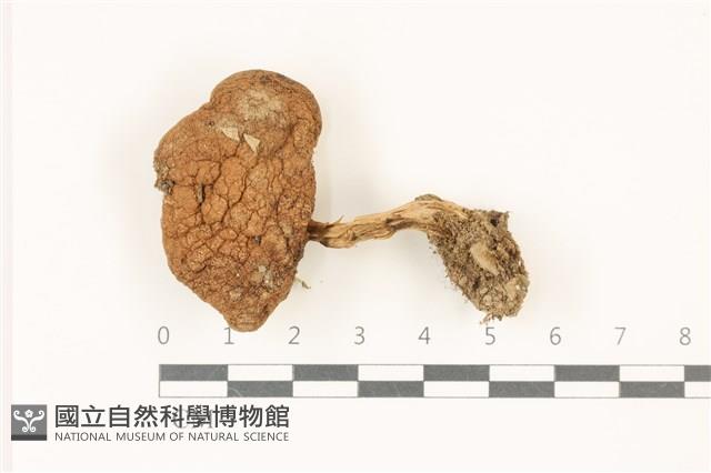 登錄號:F0037319藏品圖，第1張