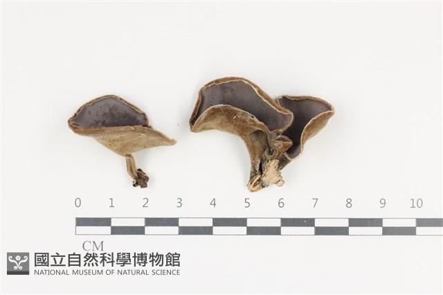 館號:F0036259藏品圖，第1張