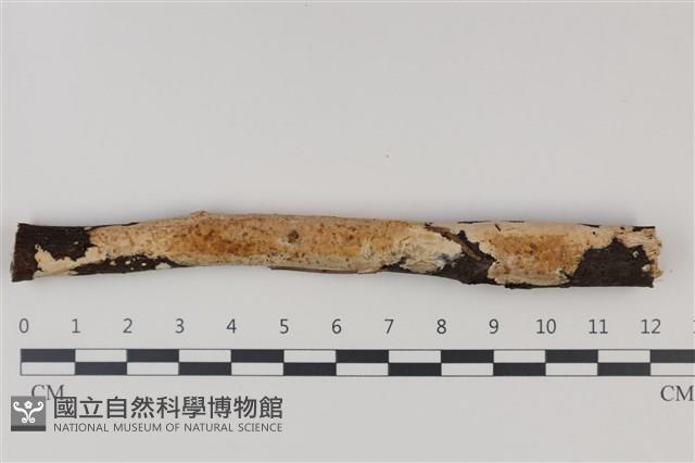 顯絲菌屬藏品圖，第1張