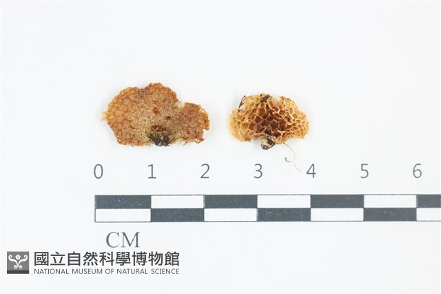 登錄號:F0039259藏品圖，第1張