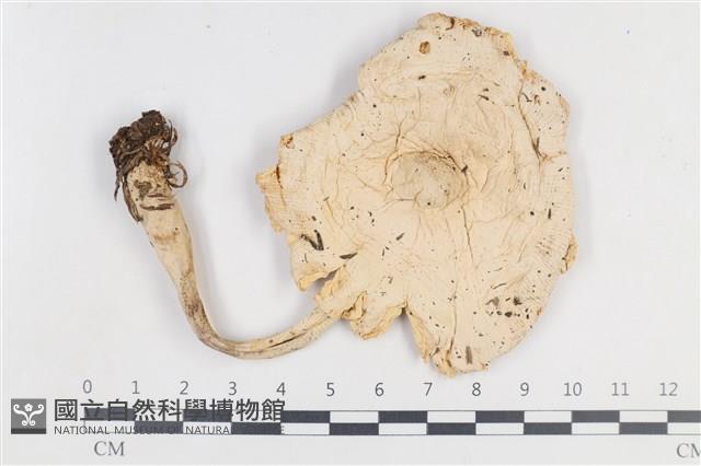 登錄號:F0038859藏品圖，第1張