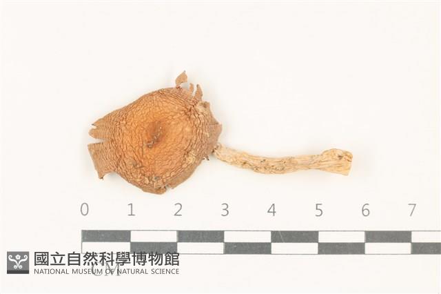登錄號:F0037859藏品圖，第1張