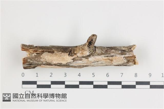 登錄號:F0035859藏品圖，第1張
