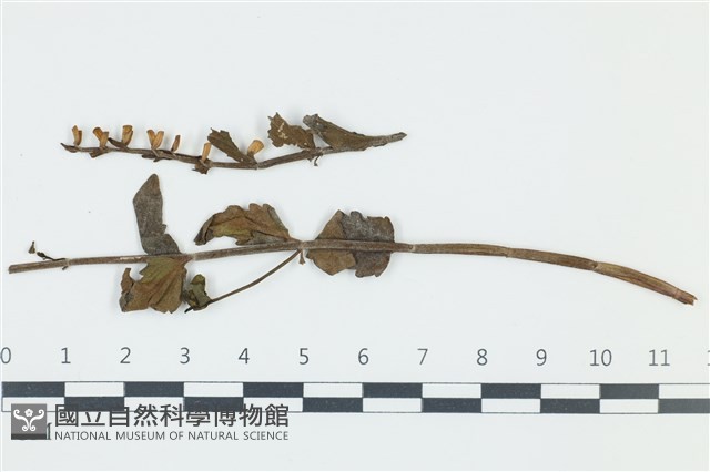 登錄號:F0038959藏品圖，第1張