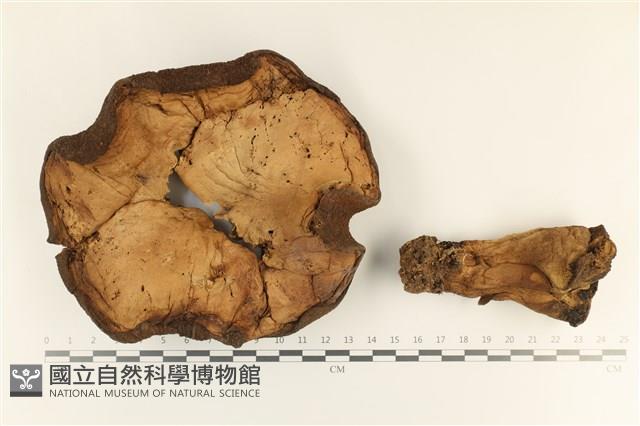 登錄號:F0036959藏品圖，第1張
