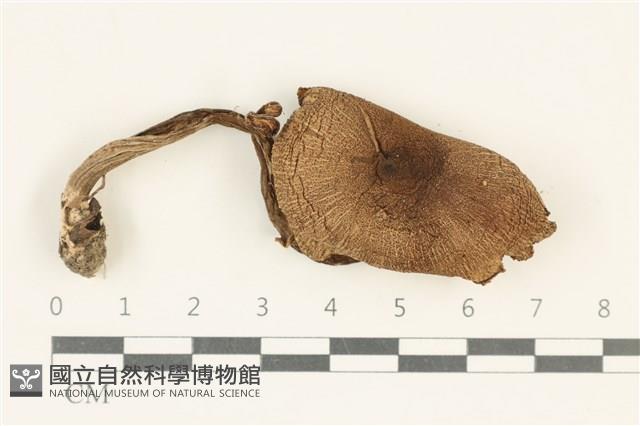 登錄號:F0037959藏品圖，第1張