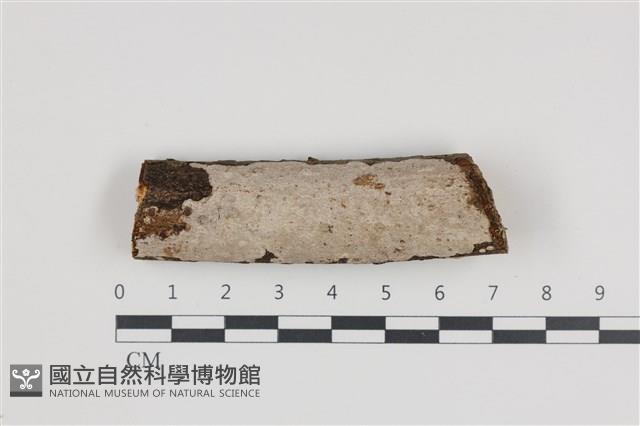 刺皮菌屬藏品圖，第1張