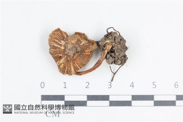 粉褶菌屬藏品圖，第1張