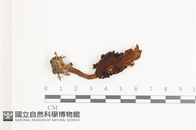 登錄號:F0036659藏品圖，第1張